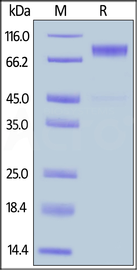 M-CSF R SDS-PAGE