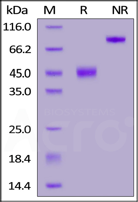 CT4-C5256-sds