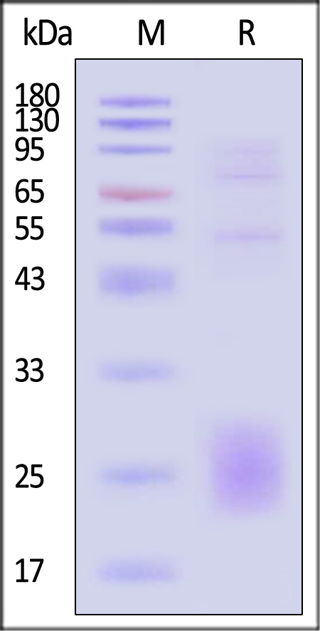 CTLA-4 SDS-PAGE