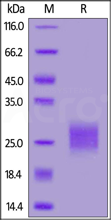 CT4-H52H9-sds