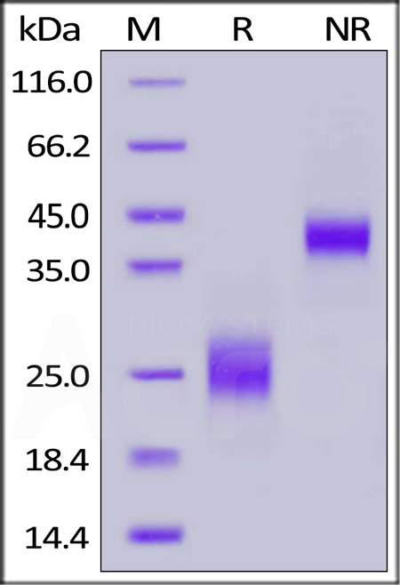 CT4-H82E3-sds