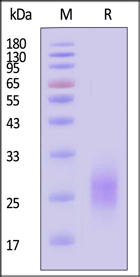 CTLA-4 SDS-PAGE