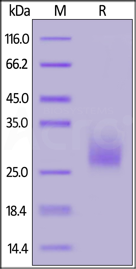 CTLA-4 SDS-PAGE