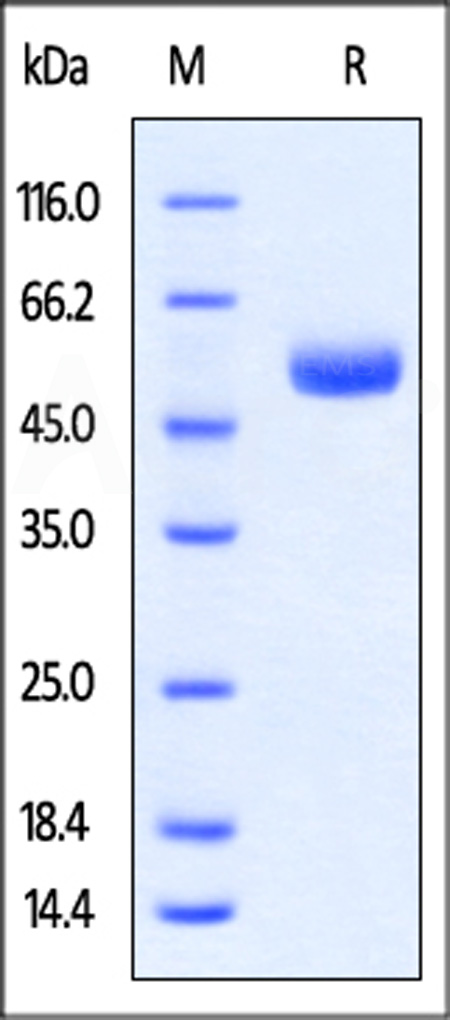 CTLA-4 SDS-PAGE