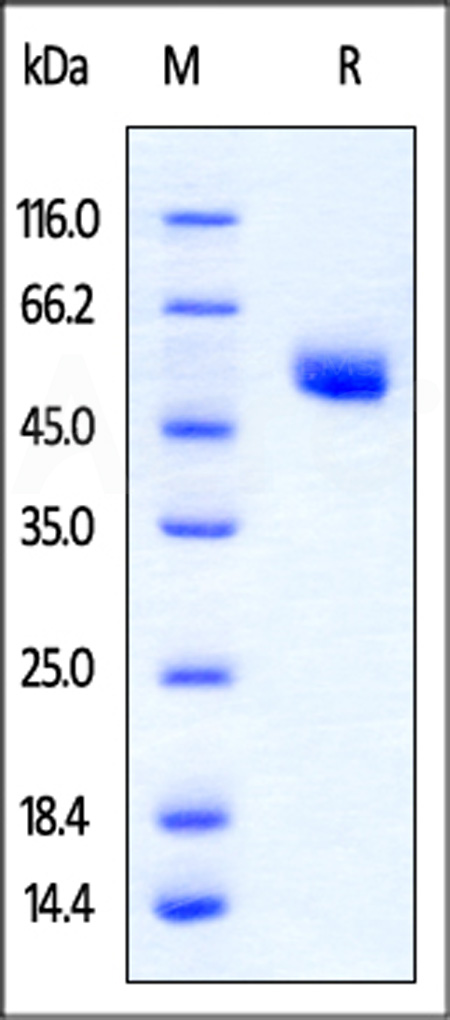 CTLA-4 SDS-PAGE