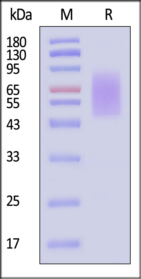 CX3CL1 SDS-PAGE