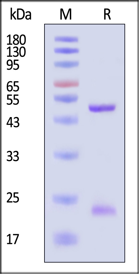 DENV 2-NS1 SDS-PAGE