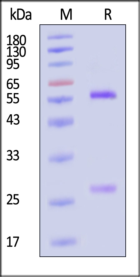 DE1-M756-sds