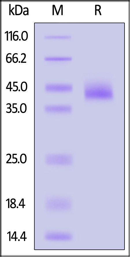 DLK1 SDS-PAGE