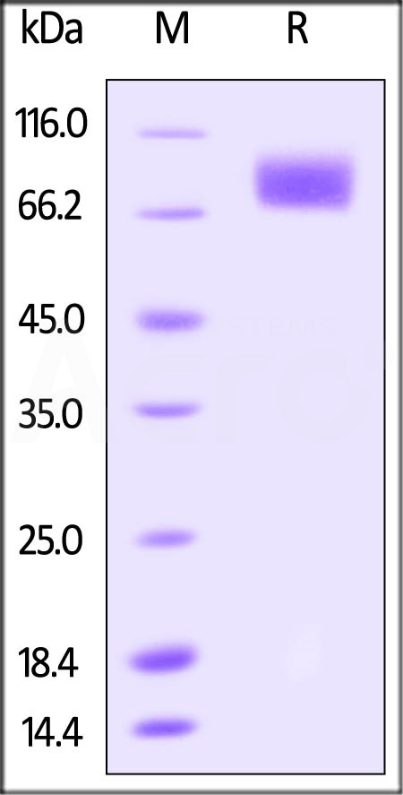 DNAM-1 SDS-PAGE