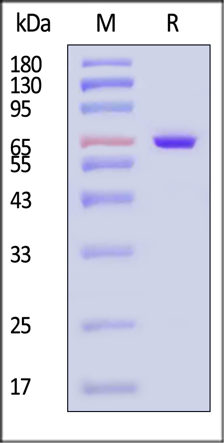 DNI-B5113-sds