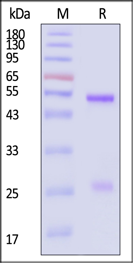 DNP-BL1484-sds