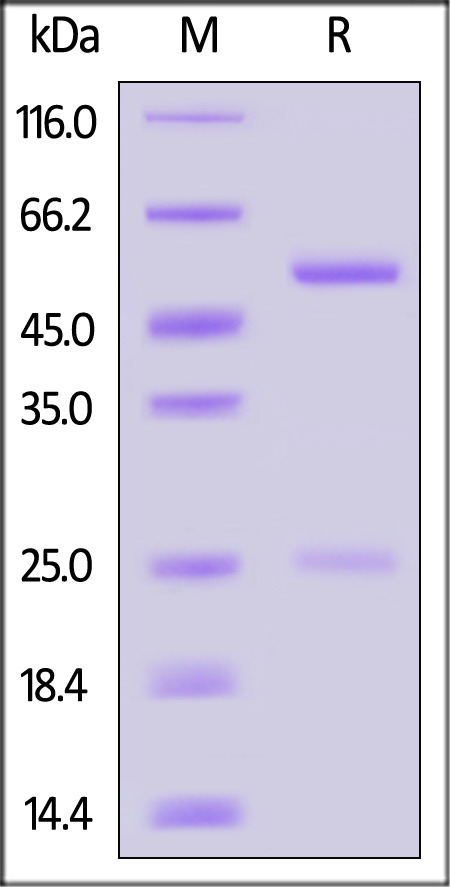 IgG control SDS-PAGE