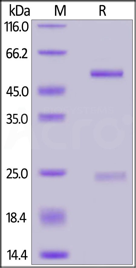 DNP-BM1-sds