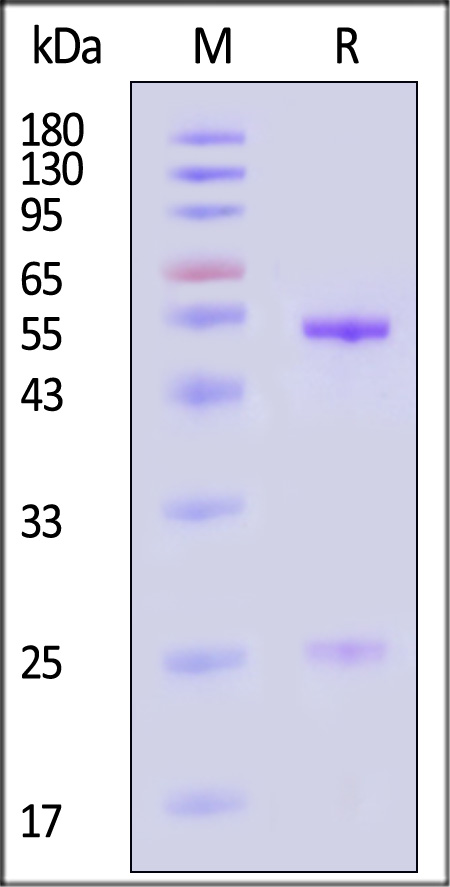 IgG control SDS-PAGE