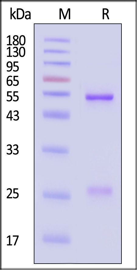 IgG control SDS-PAGE