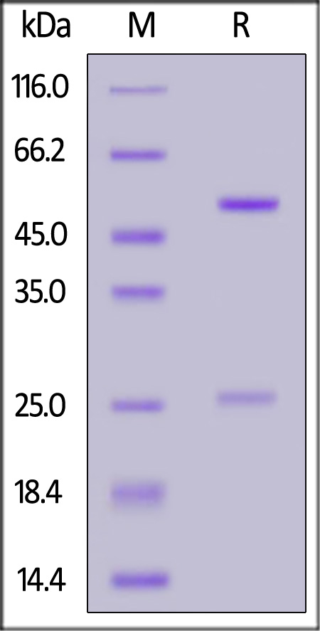 DNP-M914-sds