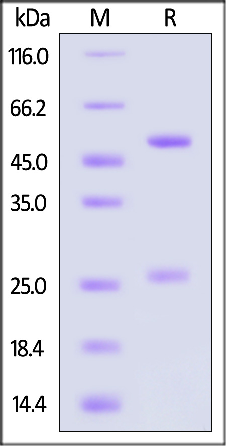 IgG control SDS-PAGE