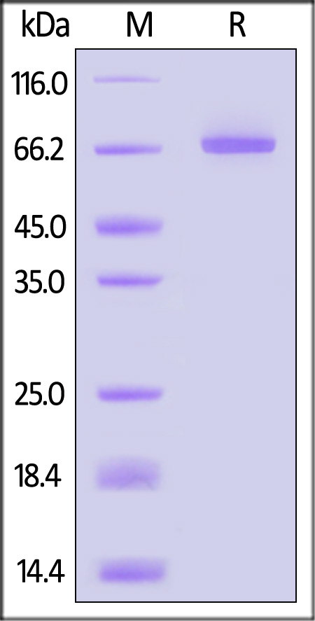 Serum Albumin SDS-PAGE