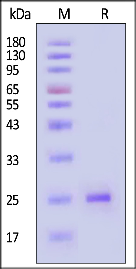 EBI3 SDS-PAGE