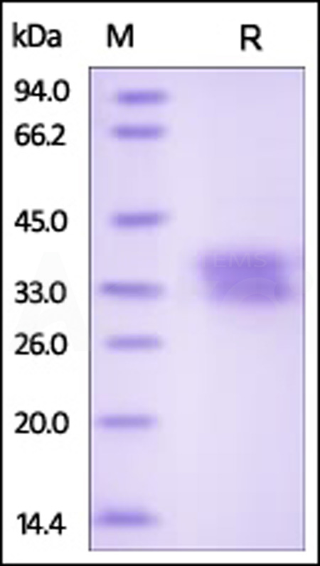 EF1-H5223-sds