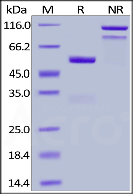 EF1-H5251-sds