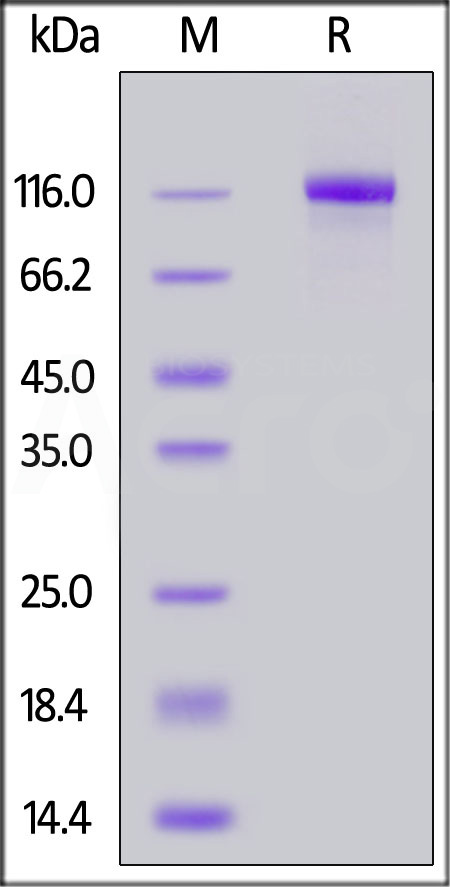 EGF R SDS-PAGE