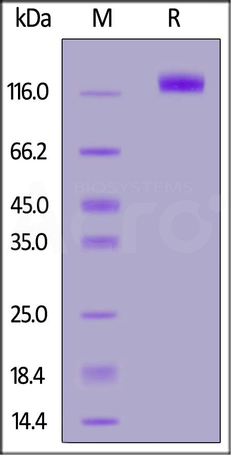 EGF R SDS-PAGE