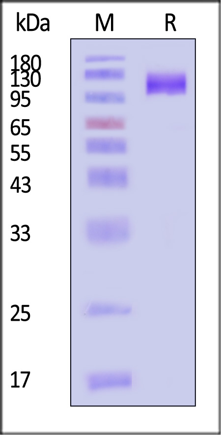 Human ENPP3, His Tag (Cat. No. EN3-H52H4) SDS-PAGE gel