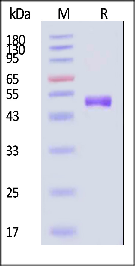 ENE-J52H5-sds