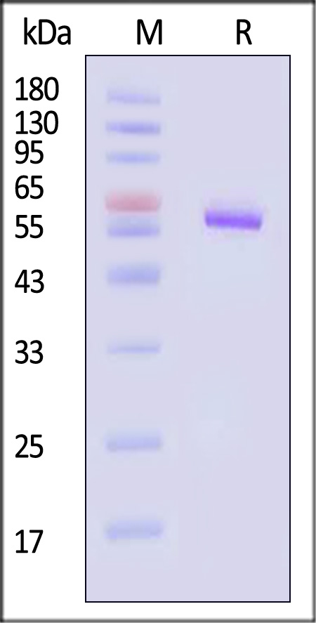 Envelope protein SDS-PAGE