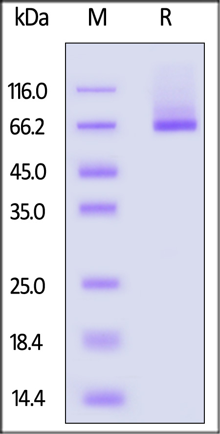 EphA10 SDS-PAGE