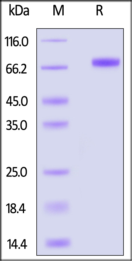 EphA5 SDS-PAGE