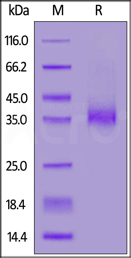 EpCAM SDS-PAGE