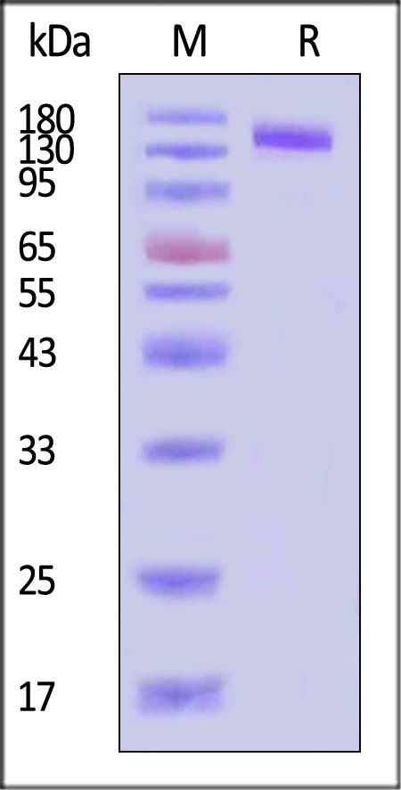 ErbB3 SDS-PAGE