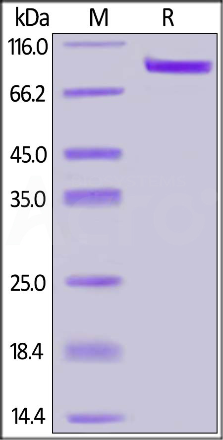 ErbB3 SDS-PAGE