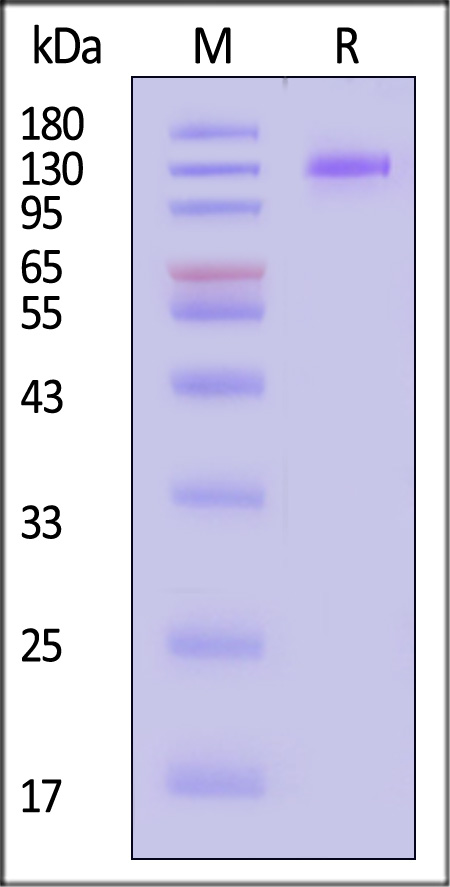 FCRL5 SDS-PAGE