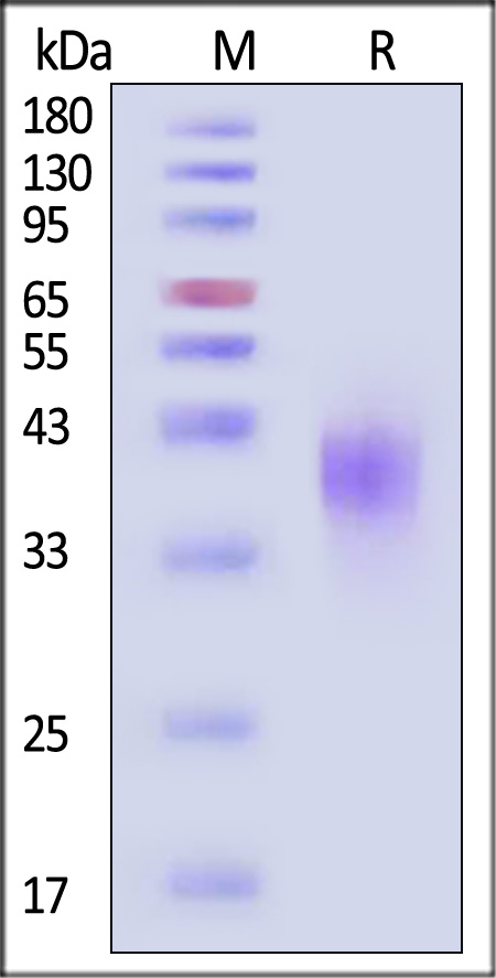 Fc gamma RIII / CD16 SDS-PAGE