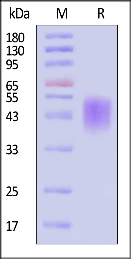 Fc epsilon RI alpha SDS-PAGE