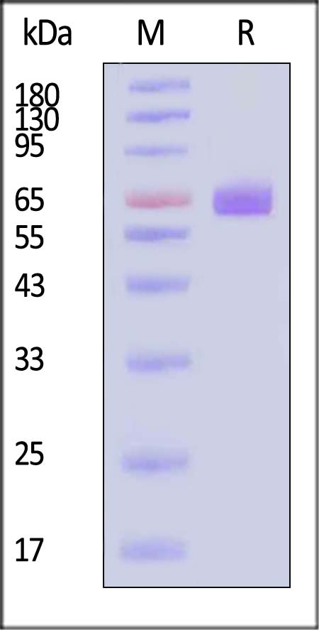 Fc epsilon RI alpha SDS-PAGE