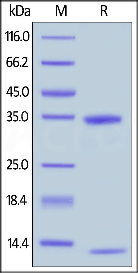 FCM-H8286-sds