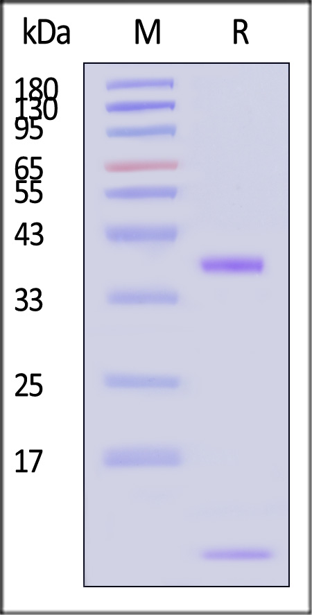 FCM-H82W7-sds