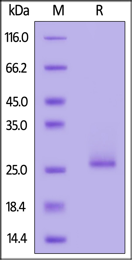 FGF-10 SDS-PAGE