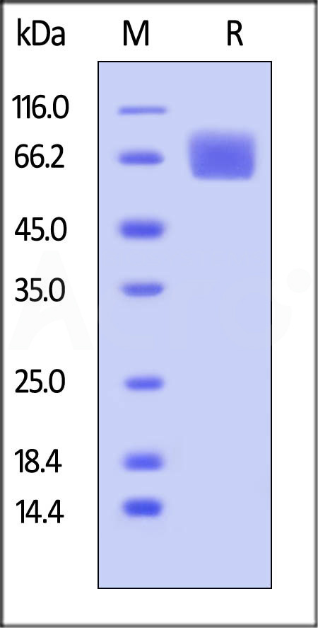 FG1-H5223-sds