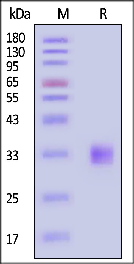 FG3-H52H3-sds