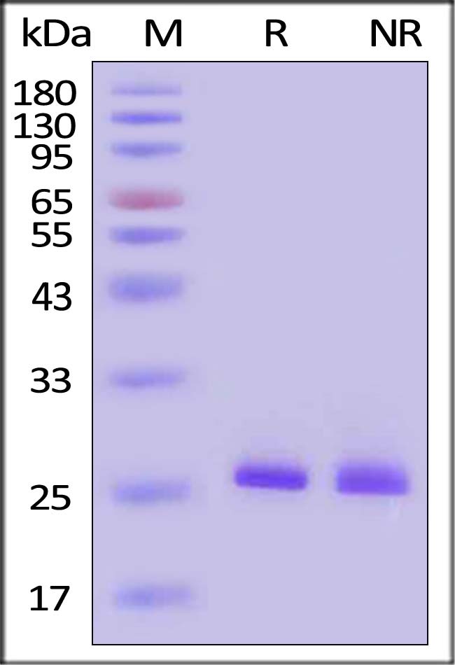 FGF-8b SDS-PAGE