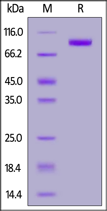 FGF R3 (IIIc) SDS-PAGE