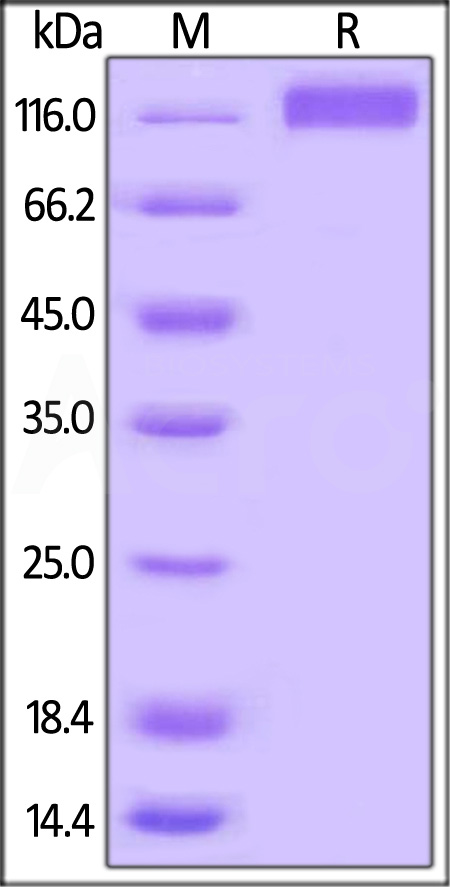 VEGF R3 SDS-PAGE