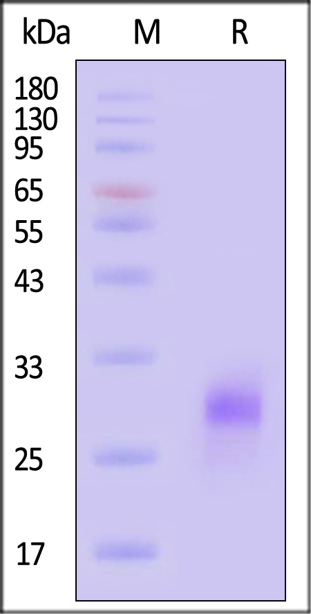 Flt-3 Ligand SDS-PAGE