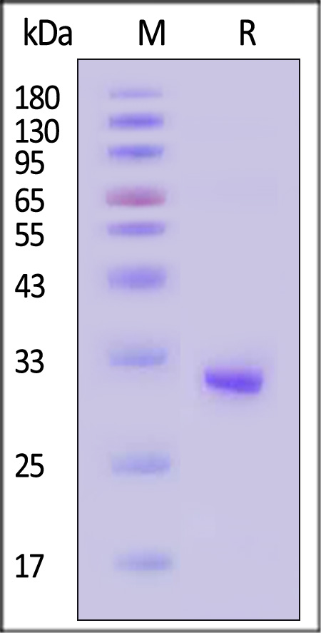 FOLR4 SDS-PAGE